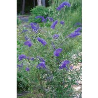 Kategorie <b>Produkt nicht gewünscht </b> - Buddleja davidii 'Nanhoensis' 40-60 cm