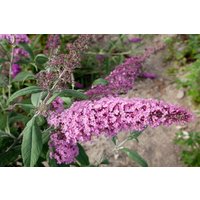Kategorie <b>Produkt nicht gewünscht </b> - Buddleja davidii 'Nike' 60-80 cm