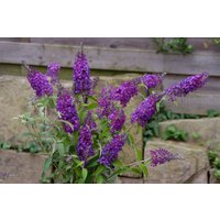 Kategorie <b>Produkt nicht gewünscht </b> - Buddleja davidii 'Purple Chip' 30-40 cm