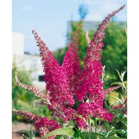 Kategorie <b>Produkt nicht gewünscht </b> - Buddleja davidii 'Summer Beauty' 100-125 cm