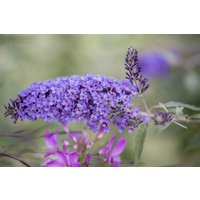 Kategorie <b>Produkt nicht gewünscht </b> - Buddleja davidii Summer Kids 'Micki' 40-60 cm