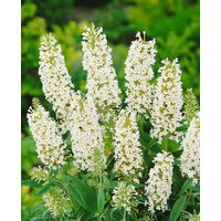 Kategorie <b>Produkt nicht gewünscht </b> - Buddleja davidii 'White Ball' 40-60 cm