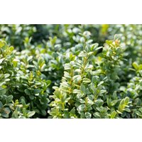 immergrüne Laubbäume - Buxus sempervirens 'Bullata' Halbkugel 130-140 cm