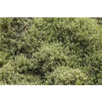 Kategorie <b>immergrüne Laubbäume </b> - Buxus sempervirens 'Elegantissima' 30-40 cm