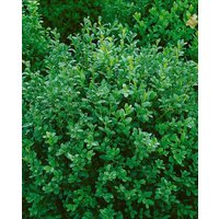 Kategorie <b>immergrüne Laubbäume </b> - Buxus sempervirens 'Hollandia' 30-40 cm