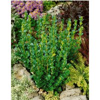 immergrüne Laubbäume - Buxus sempervirens Rotundifolia 175-200 cm