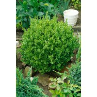 Kategorie <b>immergrüne Laubbäume </b> - Buxus sempervirens 'Suffruticosa' ca. 13 cm Topf (Wuchs jahreszeitlich)