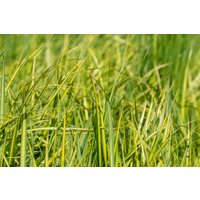 Kategorie <b>Produkt nicht gewünscht </b> - Calamagrostis x acutiflora 'England' 3-5 Liter Container (Wuchs jahreszeitlich)