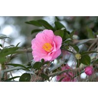 Kategorie <b>Stauden </b> - Camellia japonica `Elegant Beauty` 60-80 cm
