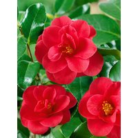 Kategorie <b>Stauden </b> - Camellia japonica `MaryWilliams` 25-30 cm