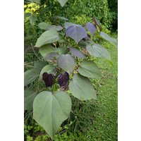 Kategorie <b>Produkt nicht gewünscht </b> - Catalpa erubescens 'Purpurea' 80-100 cm