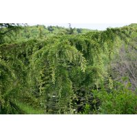 Kategorie <b>Nadelbäume u. Koniferen </b> - Cedrus libani 40-60 cm