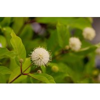Kategorie <b>Blütensträucher und Ziergehölze </b> - Cephalanthus occidentalis 'Fiber Optics' 30-40 cm