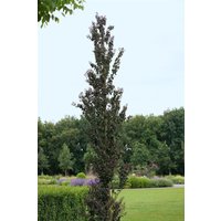 Kategorie <b>Blütensträucher und Ziergehölze </b> - Cercidiphyllum japonicum 'Rotfuchs' 80-100 cm