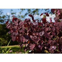 Kategorie <b>Blütensträucher und Ziergehölze </b> - Cercis canadensis 'Merlot' 100-125 cm