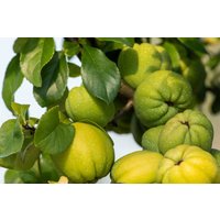 Kategorie <b>Blütensträucher und Ziergehölze </b> - Chaenomeles 'Cameo' 40-60 cm