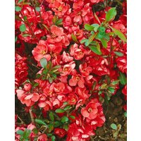 Kategorie <b>Blütensträucher und Ziergehölze </b> - Chaenomeles 'Hollandia' 40-60 cm