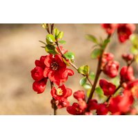 Kategorie <b>Blütensträucher und Ziergehölze </b> - Chaenomeles superba 'Fusion' 40-60 cm