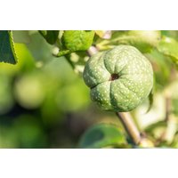 Kategorie <b>Blütensträucher und Ziergehölze </b> - Chaenomeles 'Youki Gotin' 40-60 cm