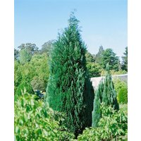 Kategorie <b>Nadelbäume u. Koniferen </b> - Chamaecyparis lawsoniana 'Alumii' 60-80 cm