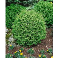 Kategorie <b>Nadelbäume u. Koniferen </b> - Chamaecyparis lawsoniana 'Globosa' 60-80 cm