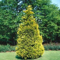Nadelbäume u. Koniferen - Chamaecyparis lawsoniana Stewartii 60-80 cm