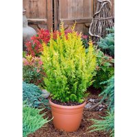 Nadelbäume u. Koniferen - Chamaecyparis obtusa 'Tetragona Aurea' 60 cm Stammhöhe