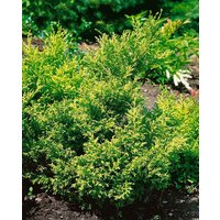 Nadelbäume u. Koniferen - Chamaecyparis pisifera 'Plumosa Aurea' 60-80 cm