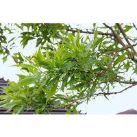 Kategorie <b>Stauden </b> - Chitalpa taschkensis 'Pink Dawn' 100-125 cm