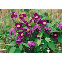 Kategorie <b>Clematis </b> - Clematis alpina 'Octopus' 100-150 cm