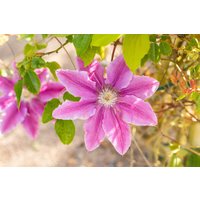 Kategorie <b>Clematis </b> - Clematis 'Bees Jubilee' 60-100 cm