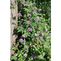 Kategorie <b>Clematis </b> - Clematis Country Rose 100-150 cm