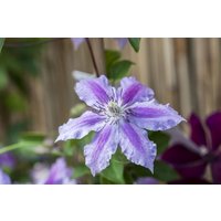 Kategorie <b>Produkt nicht gewünscht </b> - Clematis 'Girenas' 80-100 cm