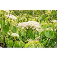 Kategorie <b>Produkt nicht gewünscht </b> - Cornus controversa Lucia 50-60 cm