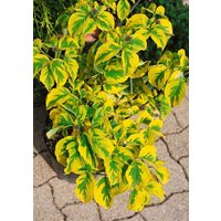 Blütensträucher und Ziergehölze - Cornus florida 'First Lady' 40-60 cm