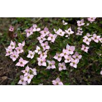 Blütensträucher und Ziergehölze - Cornus kousa 'Beni Fuji' 60-80 cm