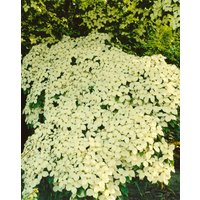 Kategorie <b>Produkt nicht gewünscht </b> - Cornus kousa chinensis 'Barmstedt' 40-60 cm