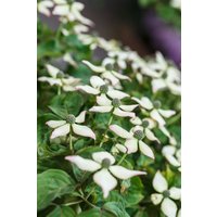 Kategorie <b>Blütensträucher und Ziergehölze </b> - Cornus kousa chinensis 'Kea' 80-100 cm