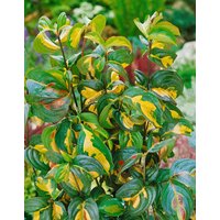 Kategorie <b>Produkt nicht gewünscht </b> - Cornus kousa 'Gold Star' 40-60 cm