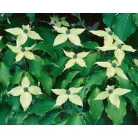 Blütensträucher und Ziergehölze - Cornus kousa 'Greensleeves' 80-100 cm