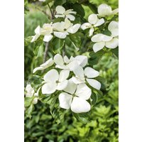Blütensträucher und Ziergehölze - Cornus kousa 'Venus' 100 cm Stammhöhe