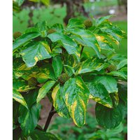 Blütensträucher und Ziergehölze - Cornus nuttallii 'Ascona' 100-125 cm
