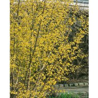 Blütensträucher und Ziergehölze - Cornus officinalis 60-100 cm