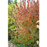 Kategorie <b>Blütensträucher und Ziergehölze </b> - Cornus officinalis 'Robin's Pride' 60-100 cm