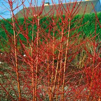 Blütensträucher und Ziergehölze - Cornus sanguinea 'Annys Winter Orange' 40-60 cm