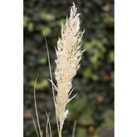 Kategorie <b>Gräser </b> - Cortaderia selloana 'Comet' 15-20 Liter Container (Wuchs jahreszeitlich)