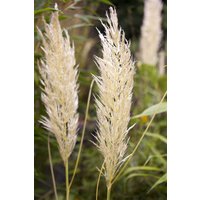 Kategorie <b>Gräser </b> - Cortaderia selloana 'Golden Comet' 15-20 Liter Container (Wuchs jahreszeitlich)