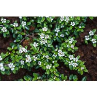 Kategorie <b>Bodendecker </b> - Cotoneaster apiculatus 'Blackburn' 80 cm Stammhöhe