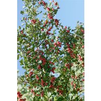 Kategorie <b>Produkt nicht gewünscht </b> - Crataegus laciniata 125 cm Stammhöhe