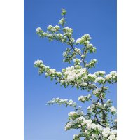 Blütensträucher und Ziergehölze - Crataegus monogyna 'Flexuosa' 25-40 cm